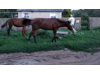2007г. Ходят кони... Фото Изиды Зиянгуловой